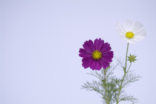 539674 (a): :2180x1458